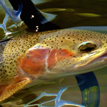 Headhunters Fly Shop and Guide Service Missouri River Fishing Report