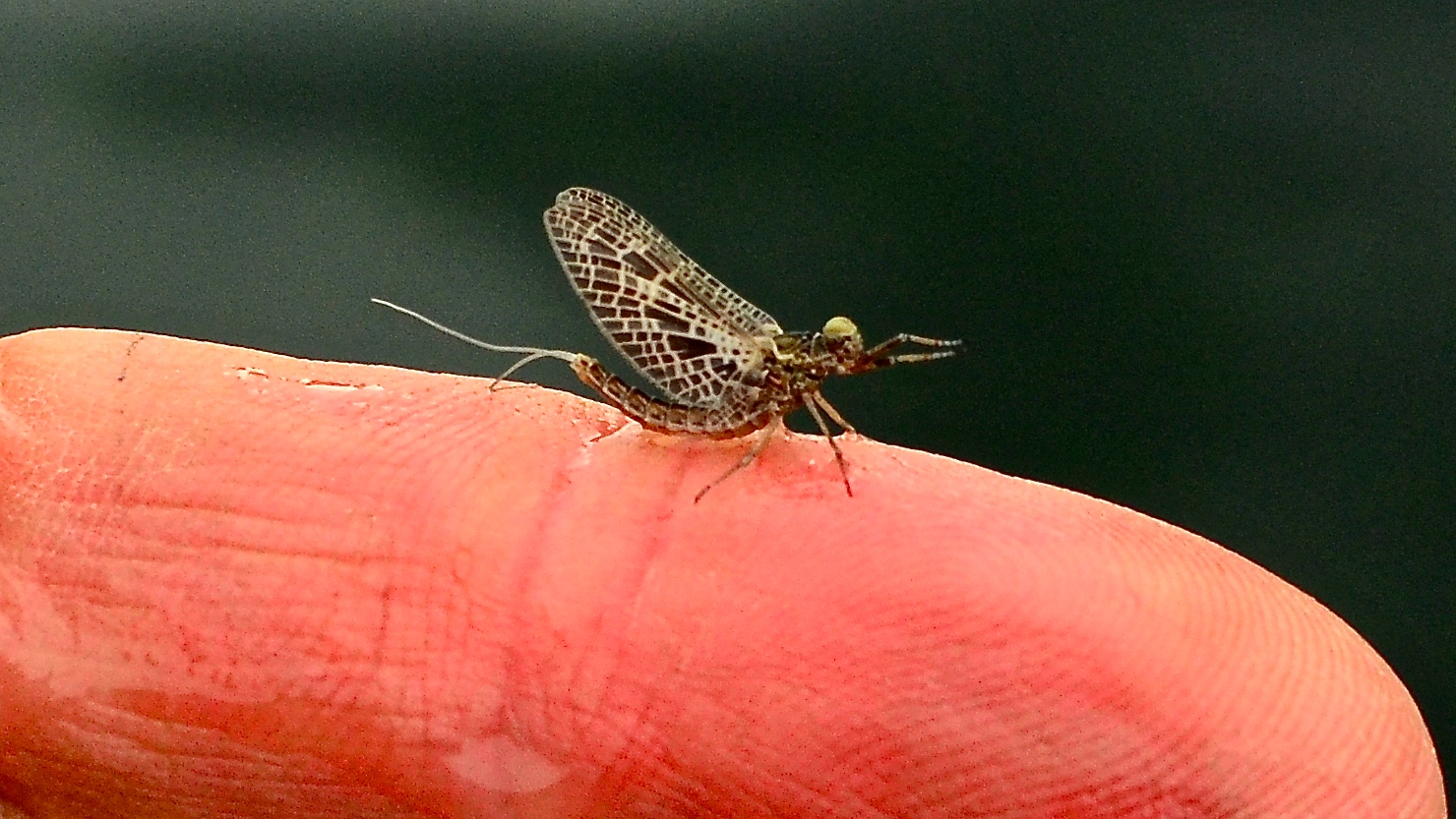 Bugs out today. Fish eating them too - Headhunters Fly Shop