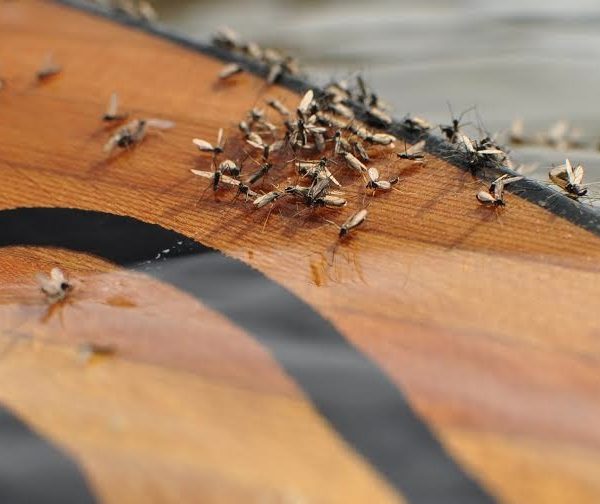 Missouri River Winter Midge Hatch Headhunters Fly Shop