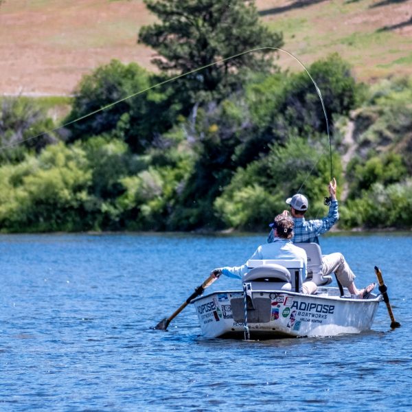 Missouri River Montana Fly Fishing Report