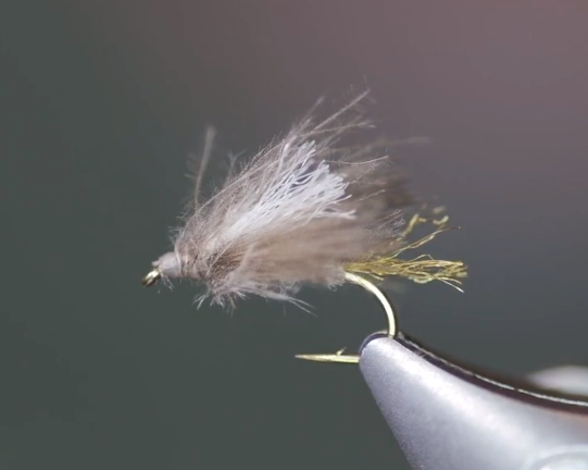 Corn-Fed Caddis Tying Video JAV Archives - Headhunters Fly Shop