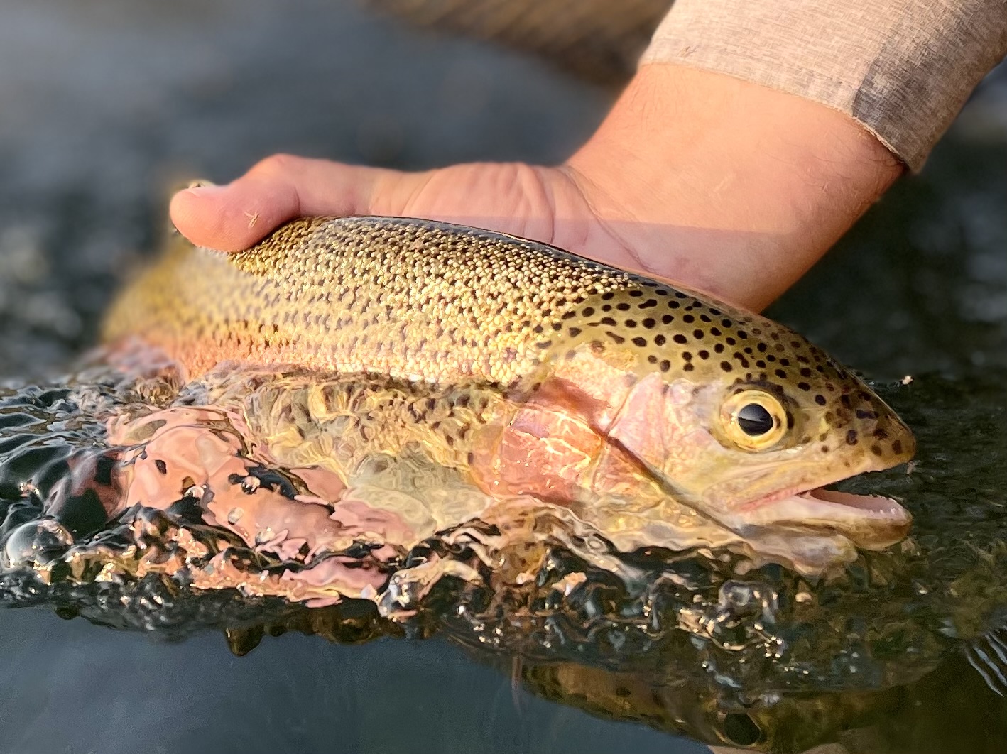 Friday Fishing Report Missouri River Craig Montana